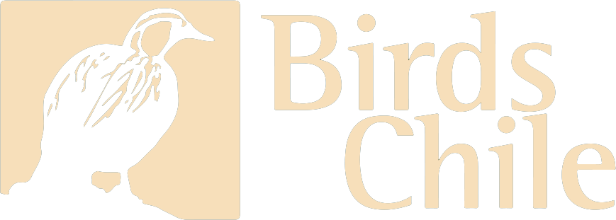 Birdschile logo